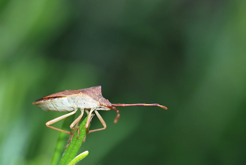 Coreidae: Gonocerus acuteangulatus del Vicentino